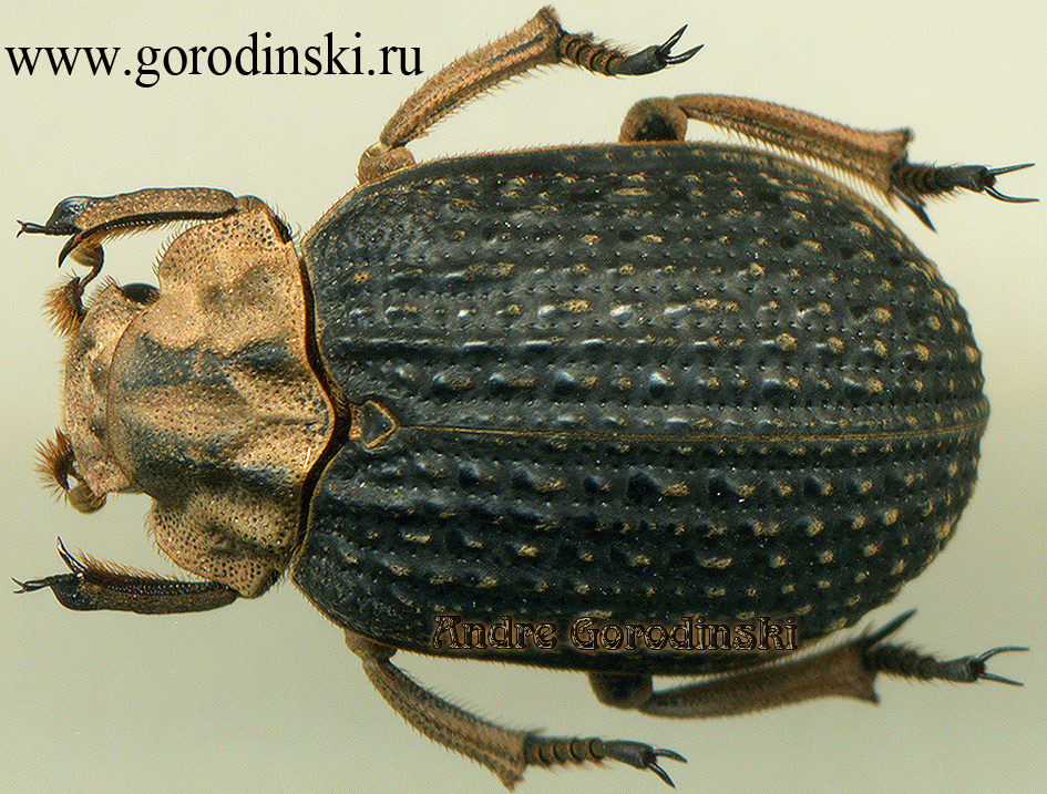 http://www.gorodinski.ru/scarabs/Trox squalidus.jpg